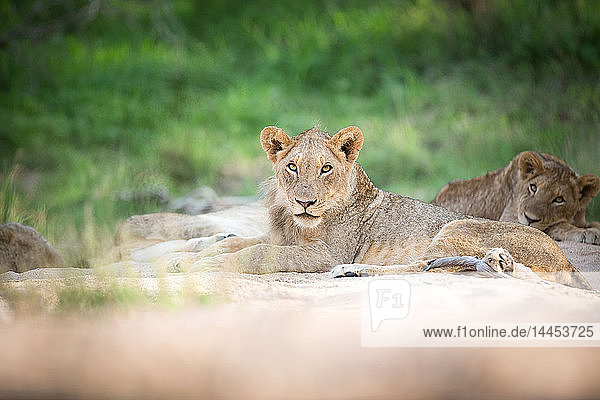 Junger Löwe  Panthera leo.