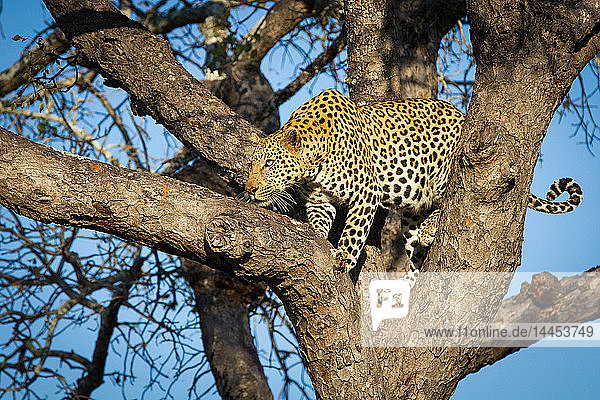 Ein Leopard  Panthera pardus  steht in einem Baum  schaut an einem Ast entlang.
