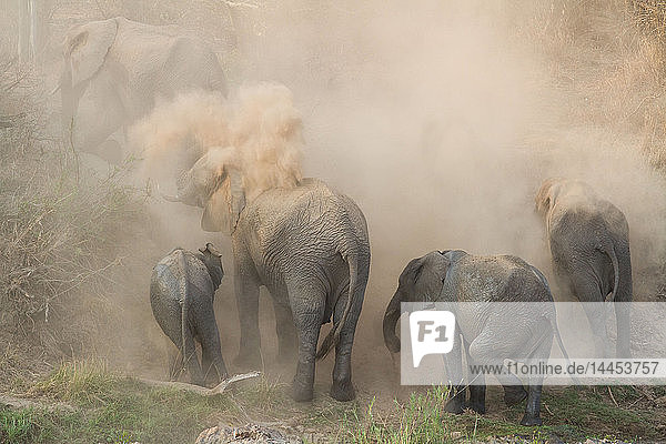 Eine Elefantenherde  Loxodonta africana  hat ein Staubbad  Sand auf dem Rücken  Rüssel in der Luft  staubige Luft.