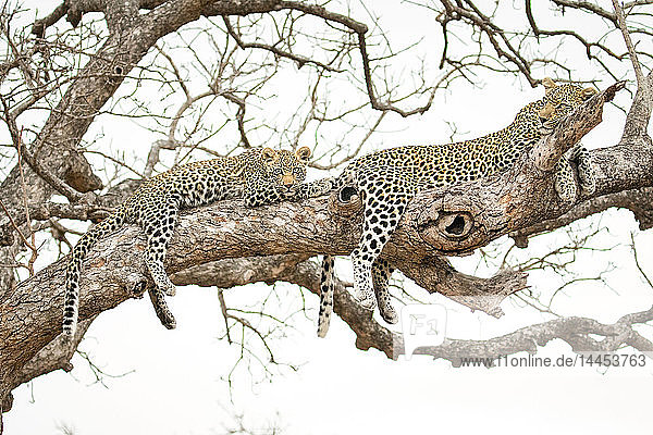 Ein Leopard  Panthera pardus  Jungtier und seine Mutter liegen auf einem Ast eines Marulabaums  Sclerocarya birrea  und drapieren Füße und Schwänze über die Seiten des Zweiges.