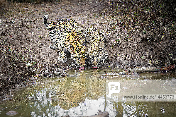 A mother leopard and her cub  Panthera pardus  crouch down and drink water  tongues out  ears back  reflection in water
