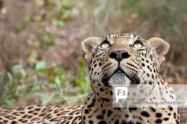 Ein Leopardenkopf  Panthera pardus  schaut aus dem Rahmen auf  gelbe Augen  im Hintergrund grün