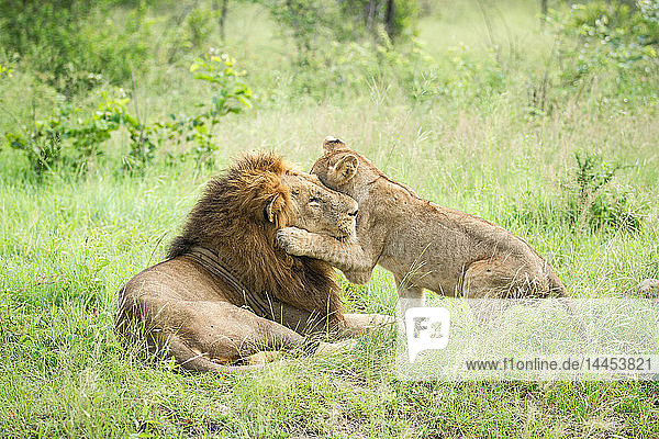Ein Löwenmännchen  Panthera leo  liegt im grünen Gras  ein Löwenjunges schlingt beim Spielen sein Vorderbein um den Kopf des Männchens und schaut weg.
