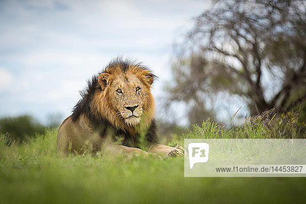 Ein Löwenmännchen  Panthera leo  liegt im grünen Gras  wachsam  Kopf hoch