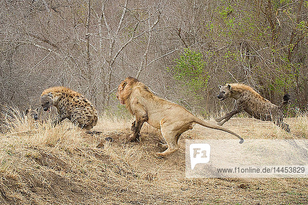 Ein männlicher Löwe Panthera leo rennt einen Abhang hinauf hinter einer Tüpfelhyäne Crocuta crocuta die sich umdreht und den Löwen anfaucht eine zweite Hyäne rennt hinter dem Löwen her