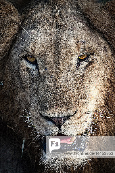Ein männlicher Löwenkopf  Panthera leo  mit vernarbter Nase  wegschauend  mit gelben Augen  die Zunge und Zähne zeigend.