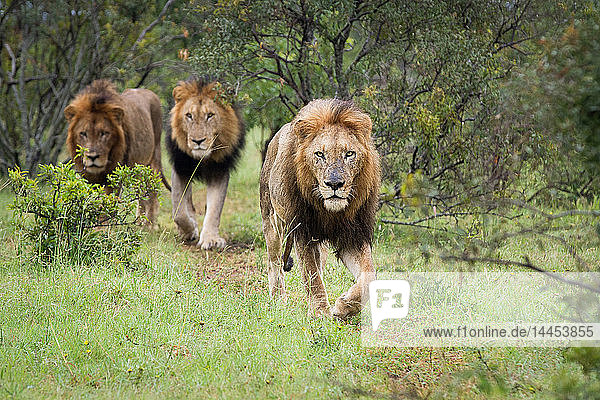 Drei Löwenmännchen  Panthera Leo  gehen zusammen im grünen Gras  direkter Blick
