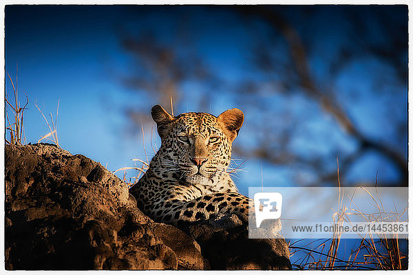 Ein Leopard  Panthera pardus  auf einem Termitenhügel liegend  in die Kamera blickend  Hintergrund blauer Himmel.