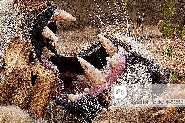 Nahaufnahme des Mauls eines Löwen  Panthera leo  zeigt mit Widerhaken versehene Zunge  Zähne  Schnurrhaare und Nase mit braunen  getrockneten Blättern