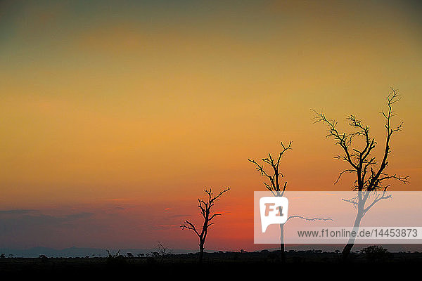 Eine Silhouette von drei kahlen Bäumen vor einem Sonnenuntergang über dem Horizont