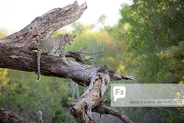 Ein Leopard  Panthera pardus  sitzt auf einem toten Baumstamm  wachsam  den Schwanz über den Stamm drapierend  grün im Hintergrund.