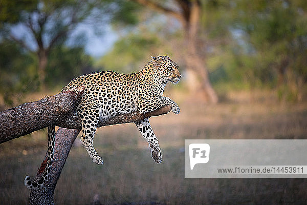 Ein Leopard  Panthera pardus  liegt auf einem gebrochenen Baumast  drapiert seine Füße und seinen Schwanz über den Ast  schaut weg  die Ohren zurück