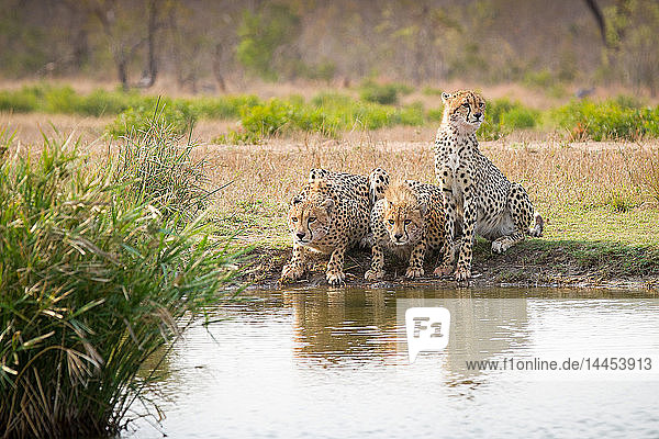 Three cheetah  Acinonyx jubatus  stand and crouch at a waterhole looking away