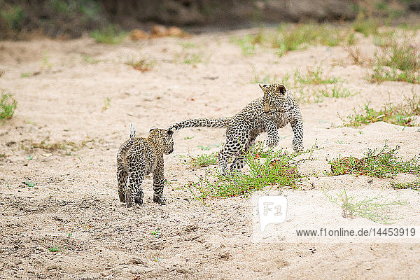 Zwei Leopardenbabys  Panthera pardus  spielen zusammen  stehen auf weißem Sand  springen  wegschauen