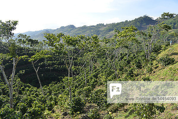 Kaffeeplantage in der Nähe von Coban  Guatemala  Mittelamerika.