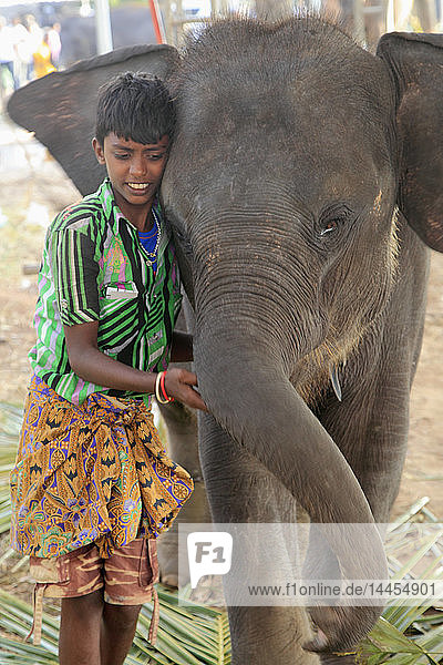 'Sri Lanka; Colombo  domestic asian elephant '