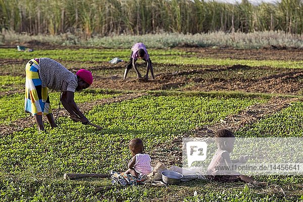 Eine togolesische Mutter bewirtschaftet ein Feld in Karsome  Togo.