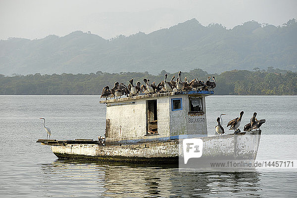 ein Fischerboot auf dem Meer mit Pelikanen in Livingston  Guatemala  Mittelamerika.
