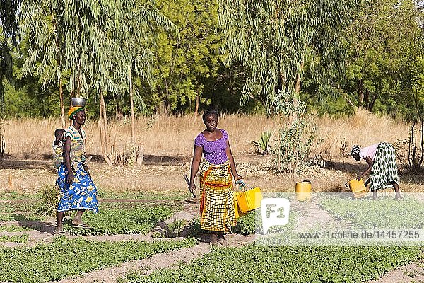 Women's cooperative members in a field in Karsome  Togo.
