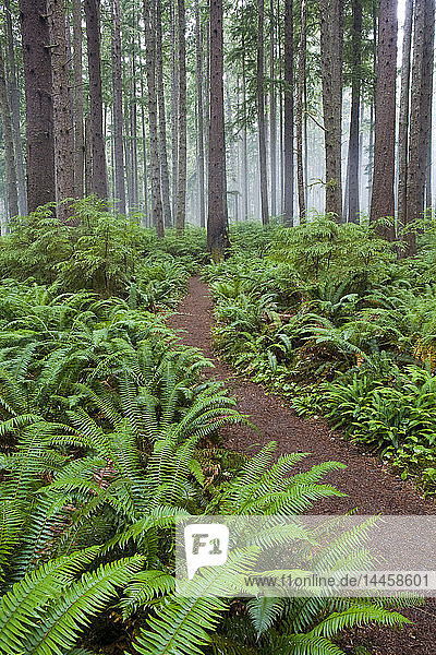 Pfad durch den Wald  Olympic National Park  Washington