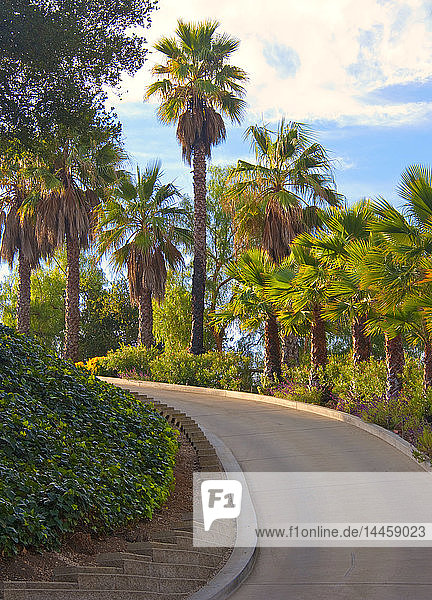 Curved Road Flanked by Palm Trees
