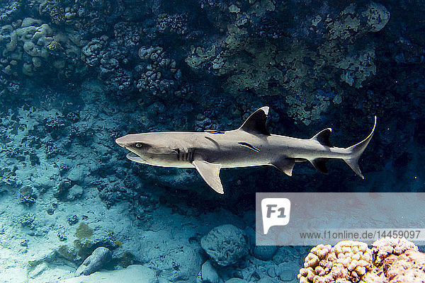 Adult whitetip reef shark (Triaenodon obesus) with cleaner wrasse  Roroia  Tuamotus  French Polynesia  South Pacific