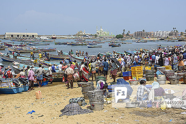 Fischmarkt am Strand von Vizhinjam  in der Nähe von Kovalam  Kerala  Indien  Südasien