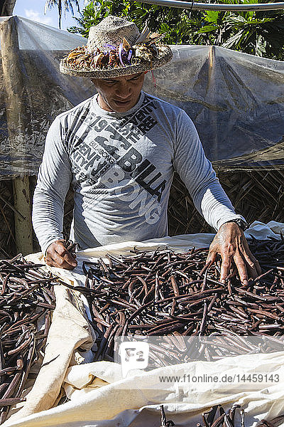 Vanilla beans from the Vallee de la Vanille plantation being sorted on Taha'a  Society Islands  French Polynesia  South Pacific