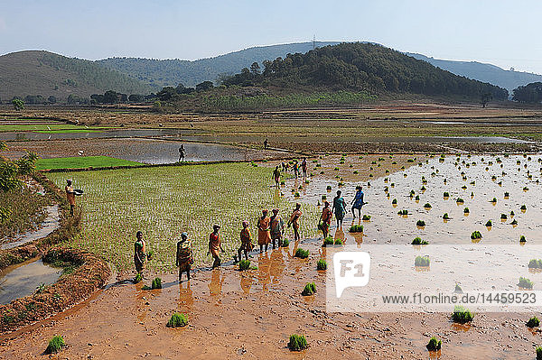 Frauen pflanzen Reis im Reisfeld in der hügeligen ländlichen Landschaft bei Desia Koraput  Odisha  Indien