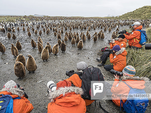 Tourists photographing king penguin chicks at Salisbury Plain  South Georgia Island  Antarctica