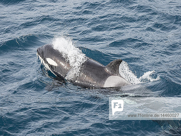 Ausgewachsene weibliche Schwertwale vom Typ A  Orcinus orca  tauchen in der Nähe des Hafens von Stromness auf  Insel Südgeorgien  Atlantischer Ozean