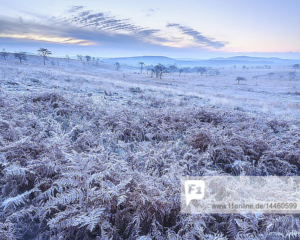 Starker Frost auf Farnkraut und leichter Nebel auf dem Heideland von Woodbury Common  in der Nähe von Exmouth  Devon  England  Vereinigtes Königreich