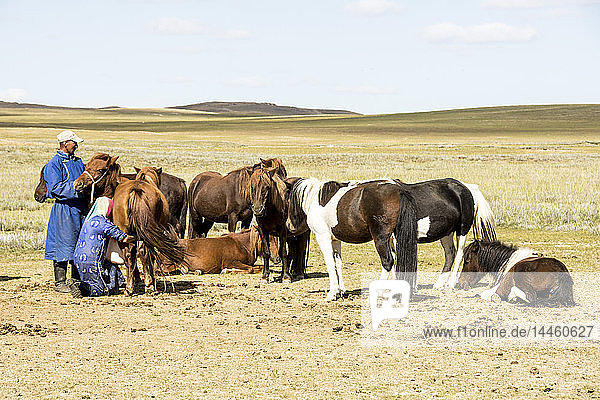 Nomadenhirte beim Melken ihrer Stuten im Ger-Camp im Steppengrasland der Mongolei