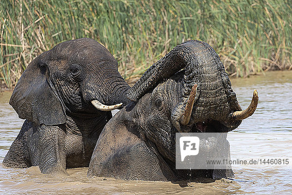 Afrikanische Elefanten  Loxodonta africana  beim Baden  Addo-Elefanten-Nationalpark  Ostkap  Südafrika