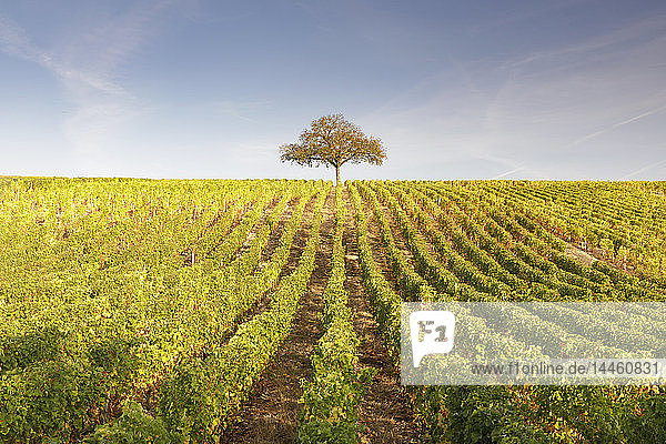 The vineyards of Sancerre  known for fine wines from grape varieties such as pinot noir and sauvignon blanc  Sancerre  Cher  Centre-Val de Loire  France