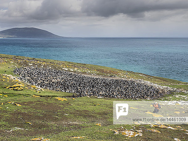 Südliche Felsenpinguine  Eudyptes chrysocome  mit Fotograf auf Saunders Island  Falklandinseln  Südatlantik