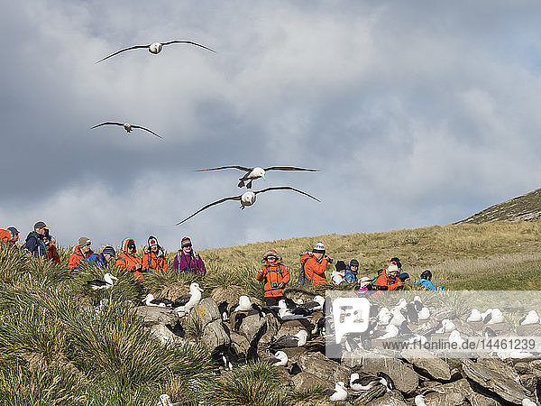 Schwarzbrauenalbatros  Thalassarche melanophris  im Flug in der Nähe von Touristen auf West Point Island  Falklandinseln  Südatlantik
