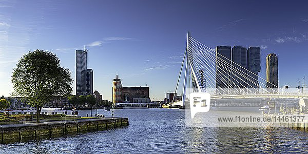 Erasmus Bridge (Erasmusbrug) and skyline  Rotterdam  Zuid Holland  Netherlands