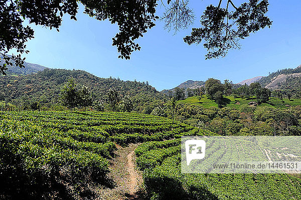 Teeplantage in den sanften Hügeln von Munnar  Kerala  Indien