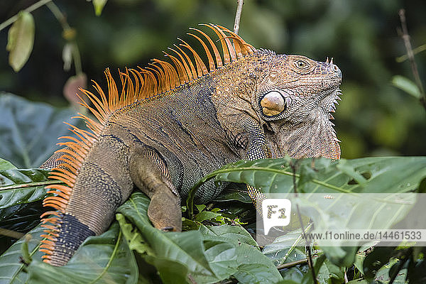 Ein erwachsener männlicher Grüner Leguan  Iguana iguana  in Brutfärbung  Tortuguero National Park  Costa Rica  Mittelamerika