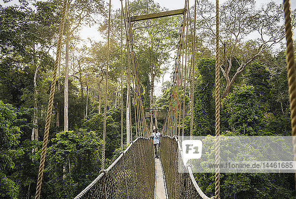 Canopy Walkway durch tropischen Regenwald im Kakum National Park  Ghana