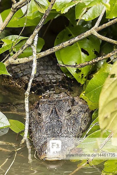 Ein ausgewachsener Brillenkaiman  Caiman crocodilus  in Cano Chiquerra  Tortuguero National Park  Costa Rica  Zentralamerika