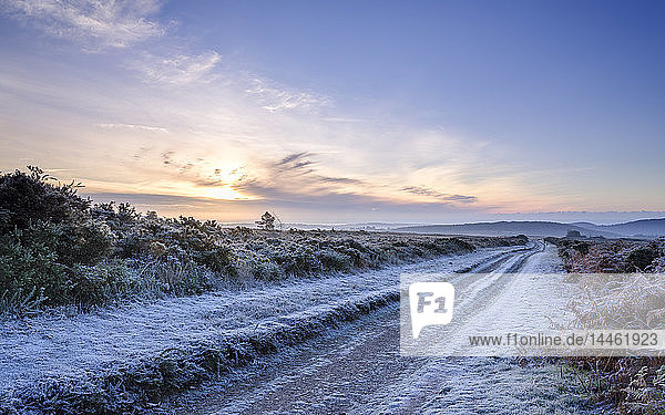 Starker Frost  während die Sonne darum kämpft  eine Wolkenbank auf dem Heideland von Woodbury Common in der Nähe von Exmouth  Devon  England  Vereinigtes Königreich zu verlassen