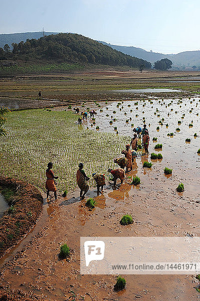 Frauen pflanzen Reis im Reisfeld in der hügeligen ländlichen Landschaft bei Desia Koraput  Odisha  Indien