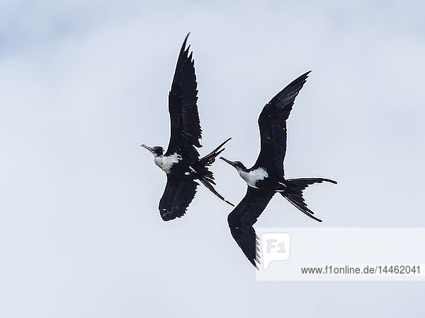 Ausgewachsene weibliche Zwergfregattvögel (Fregata ariel) im Luftkampf  Niau-Insel  Tuamotus  Französisch-Polynesien  Südpazifik