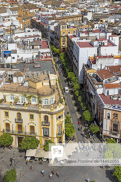 Blick vom Glockenturm Giralda auf den Platz Virgen de los Reyes  Sevilla  Andalusien  Spanien