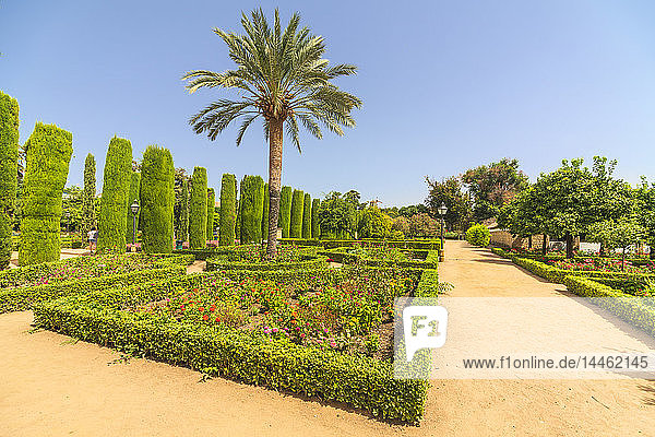 Palmen und Hecken  Jardines del Alcazar  Ziergärten von Alcazar de los Reyes Cristianos  Córdoba  UNESCO-Weltkulturerbe  Andalusien  Spanien
