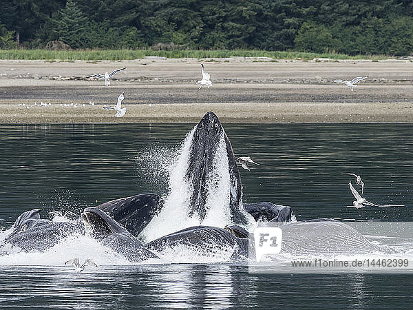Buckelwale  Megaptera novaeangliae  bei der kooperativen Fütterung mit Blasennetzen in der Chatham Strait  Alaska  USA