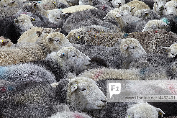 A flock of Herdwick sheep in Cumbria  England