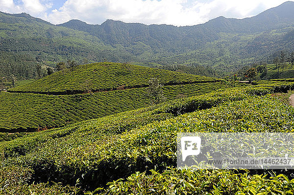 Teeplantagen in den sanften Hügeln von Munnar  Kerala  Indien
